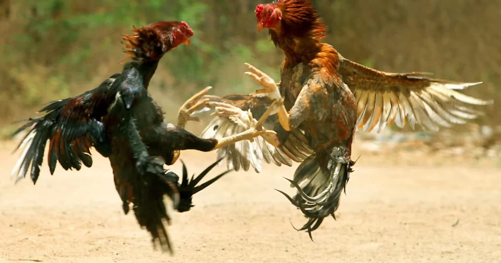 Outstanding cockfighting forms in the AOG cockfighting hall
