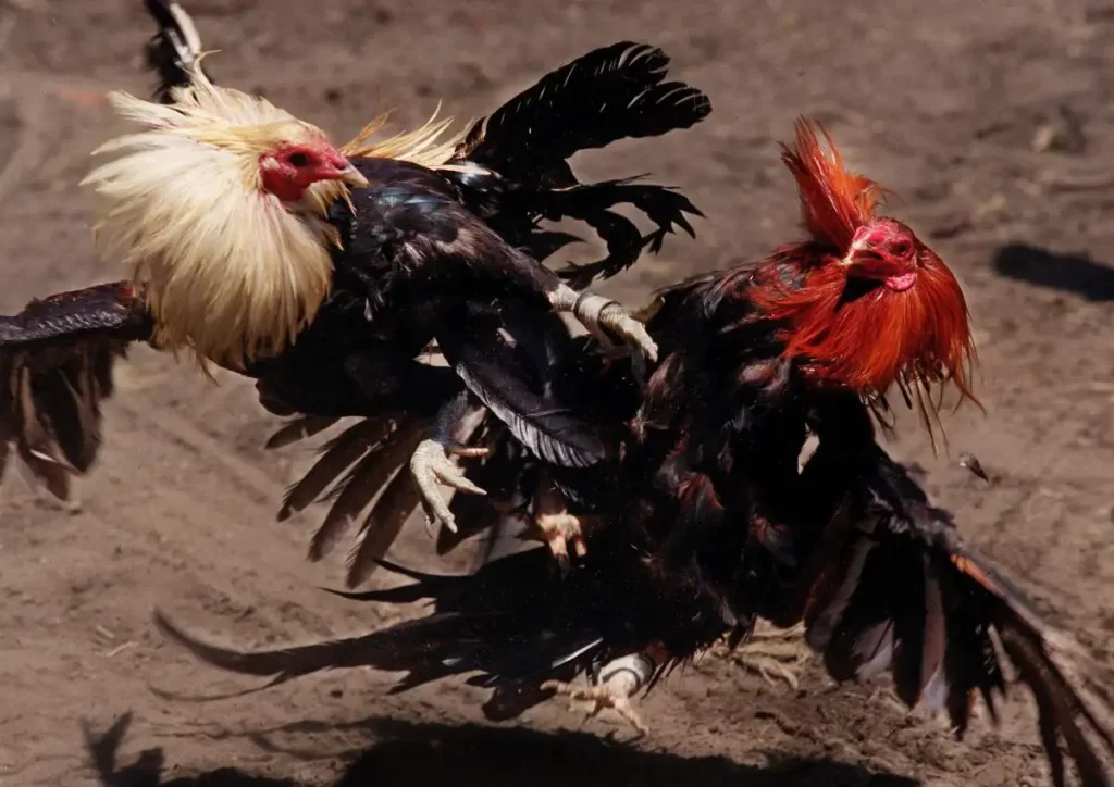 Rare advantages of the AOG cockfighting lobby