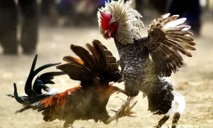 Introducing the AOG cockfighting lobby