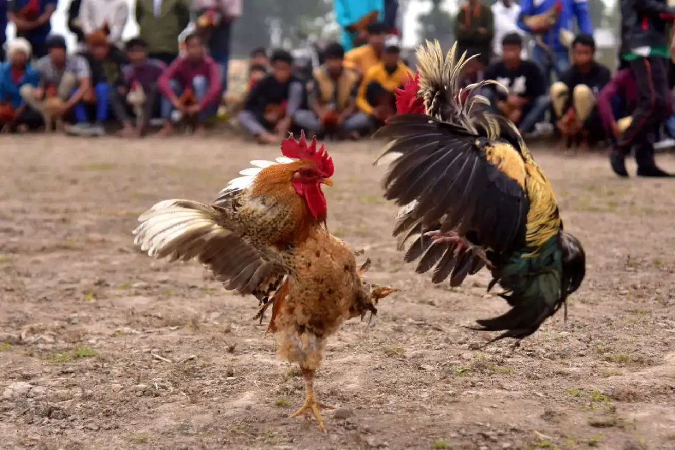 Cockfighting Knife Spurs – The Appeal of Fierce Battles