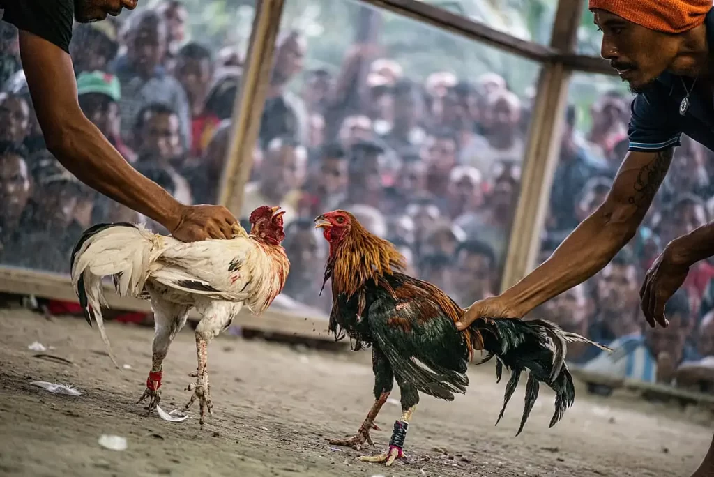 Standard rules of Cockfighting, Knife Spurs