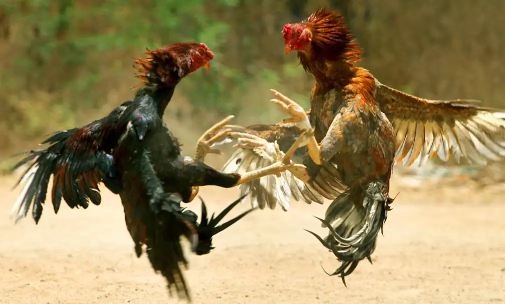 Cockfighting Knife Spurs