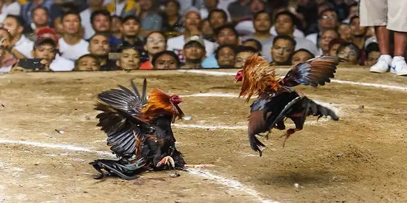Thomo cockfighting rules