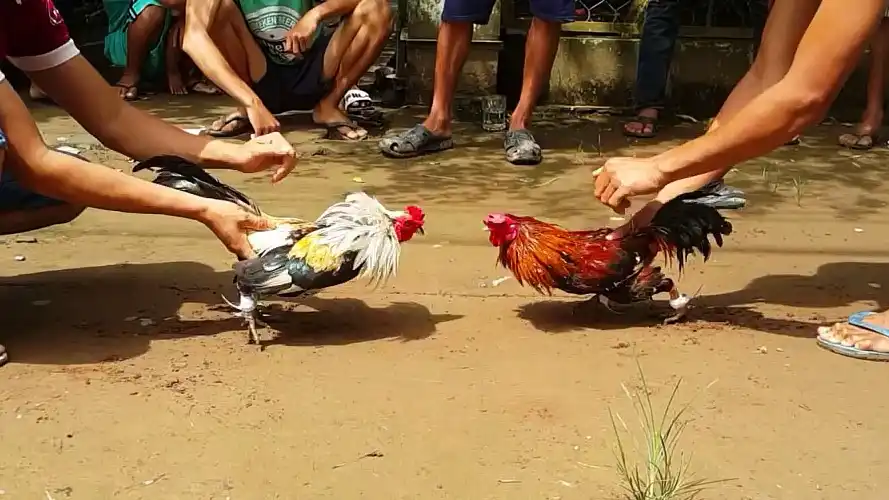 Popular forms of Thomo cockfighting betting